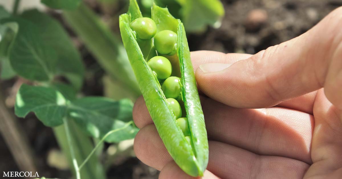 Comment Faire Pousser Des Pois Conseils Beaut Sant