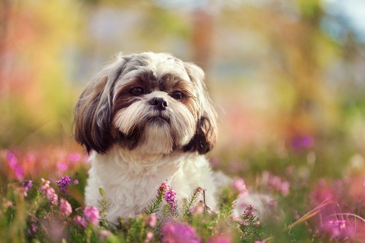 Shih tzu caractère éducation et soin de ce petit chien Conseils