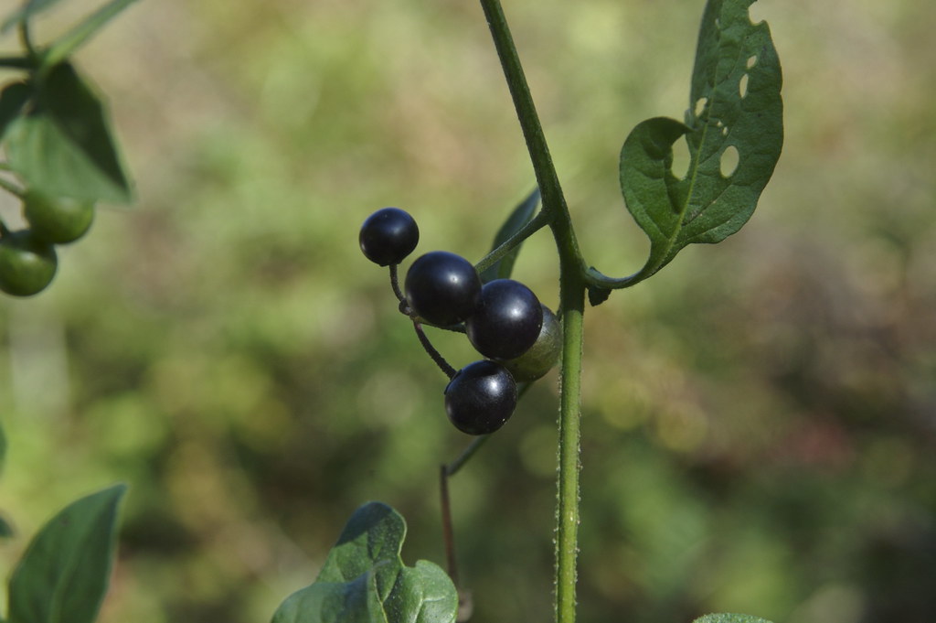 Une Plante Commune S Attaque Un Cancer Rare Conseils Beaut Sant