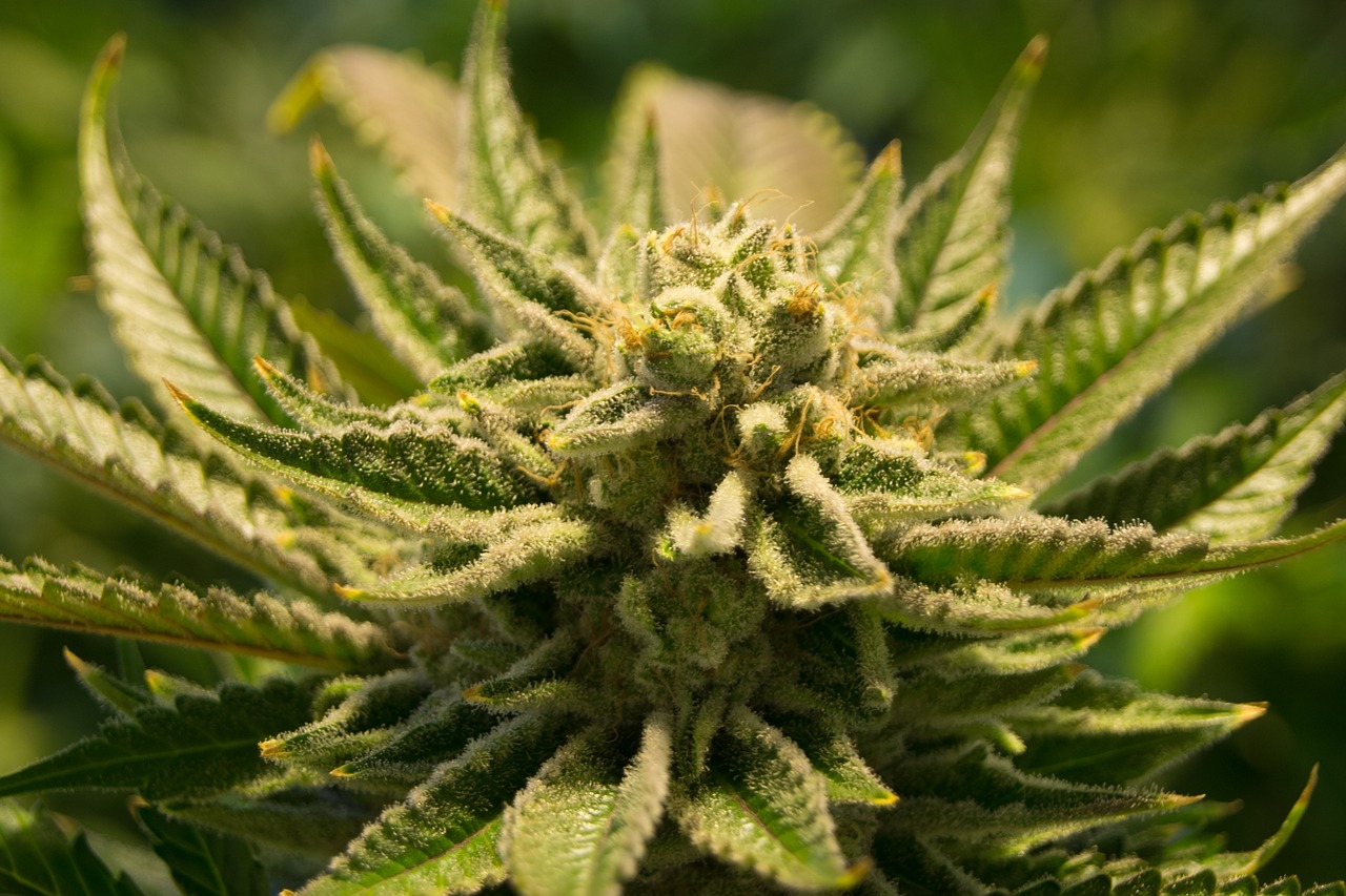 Lire la suite à propos de l’article La recherche d&rsquo;un cannabis élevé pourrait entraîner des nausées et des vomissements