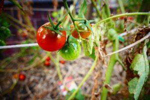 L'agriculture biologique la clé d'une vie saine