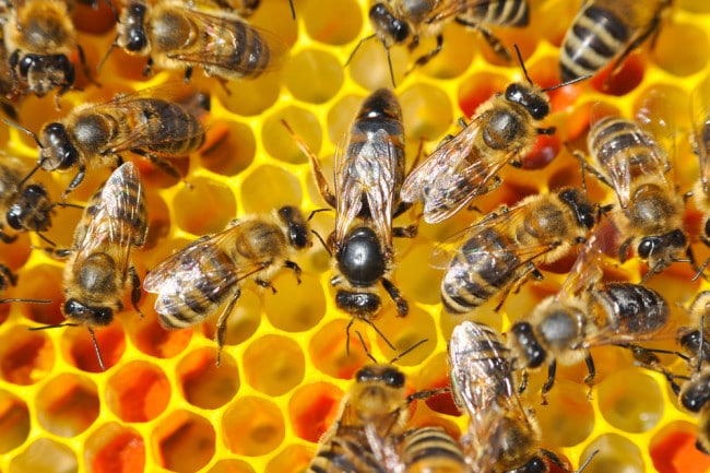 Le miel comme traitement des plaies?  Les scientifiques explorent ses effets de guérison potentiels
