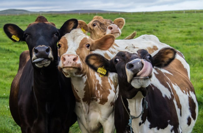 Qu&rsquo;est-ce qui rend le bœuf nourri à l&rsquo;herbe différent et achetez-vous la vraie chose?
