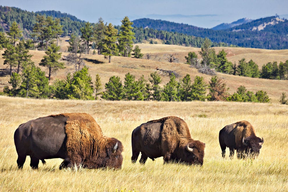 Le pâturage des bisons à Custer State Park