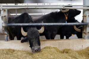 The most pampered buffaloes you