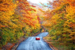 Autumn leaves lining a road