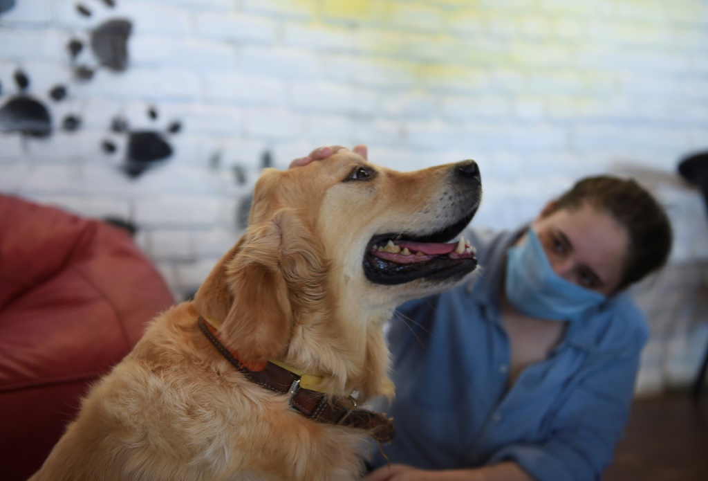 À votre service: des chiens qui apportent une aide qui change la vie