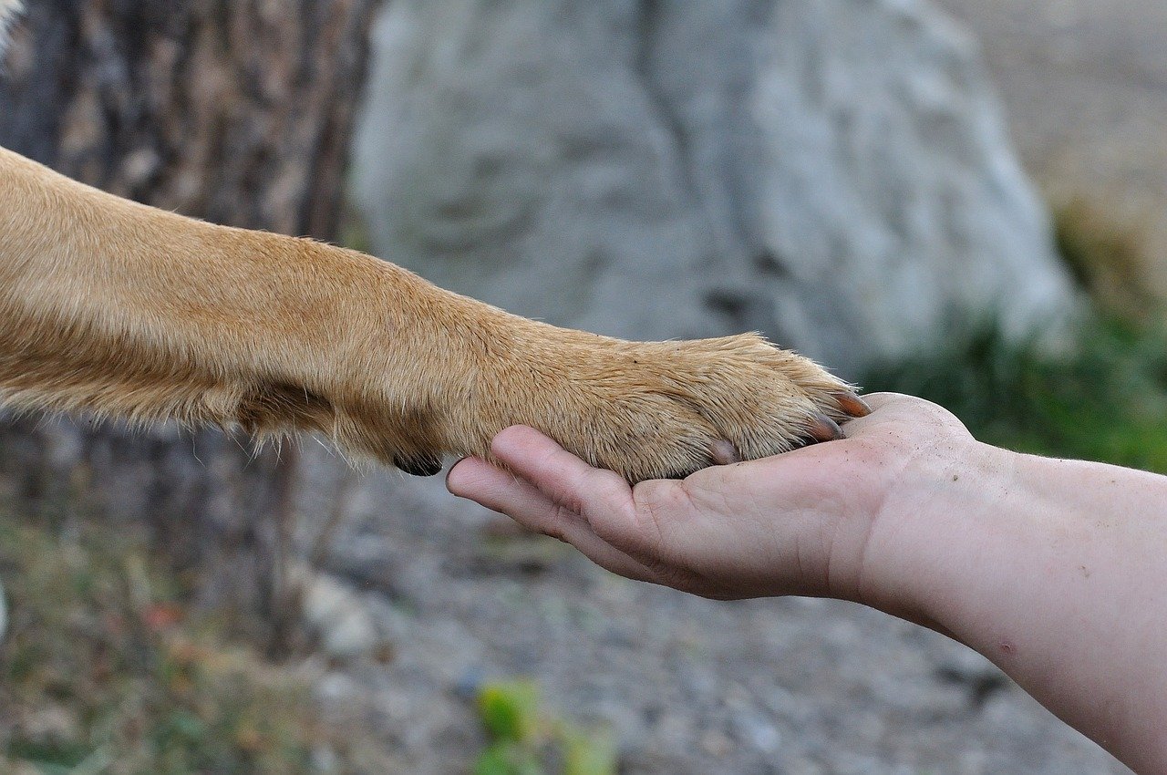 Lire la suite à propos de l’article Aider un enfant après la mort d&rsquo;un animal domestique
