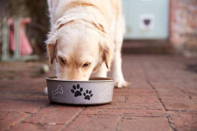 Lire la suite à propos de l’article Les régimes sans céréales ont été liés à de graves problèmes cardiaques chez les chiens