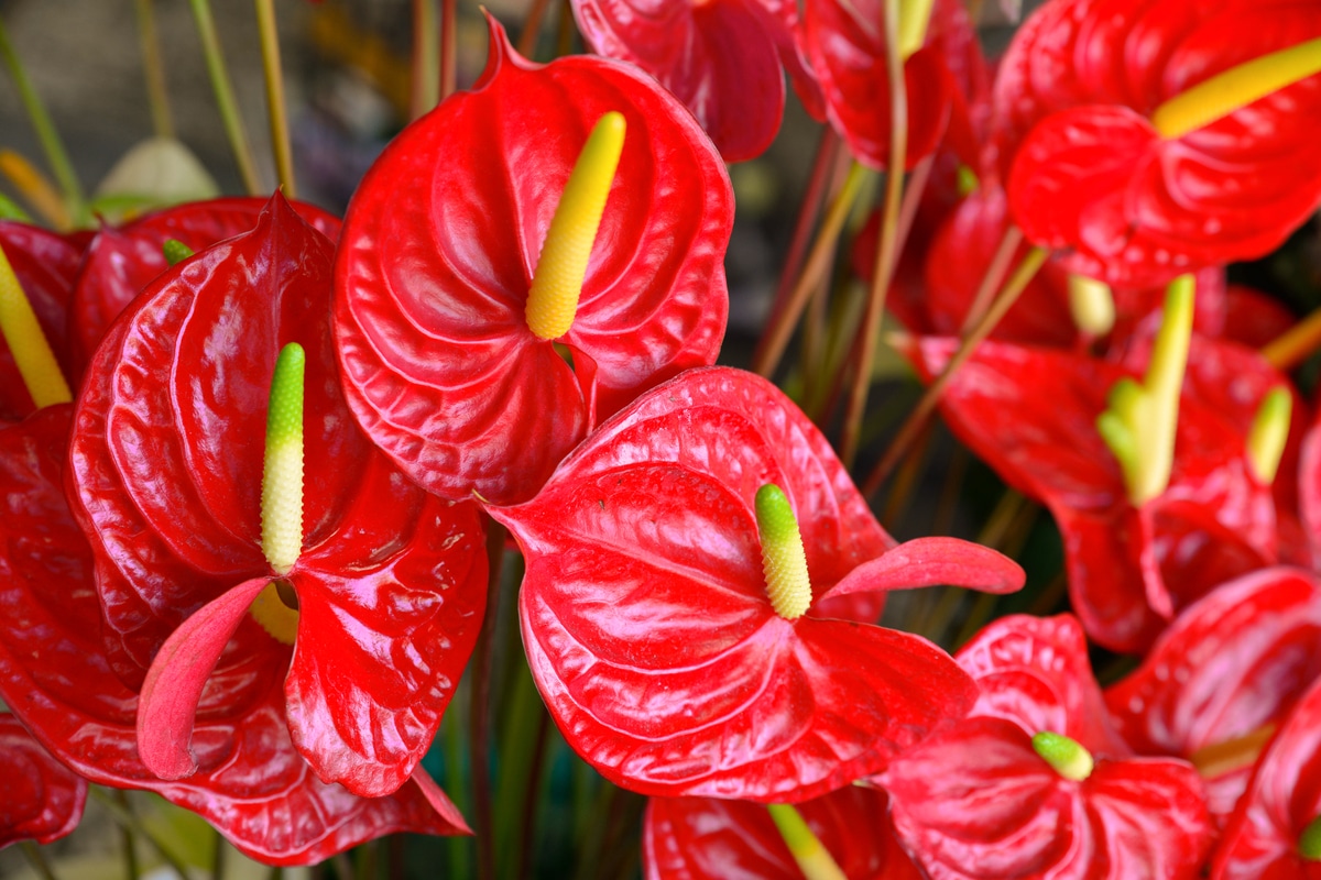 Lire la suite à propos de l’article L &lsquo;anthurium : caractéristiques, entretien et culture de cette plante d&rsquo;intérieur