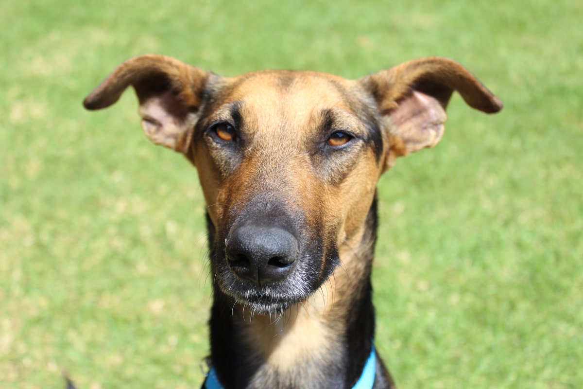 Lire la suite à propos de l’article Chien Africanis | Les secrets du chien aborigène d&rsquo;Afrique du Sud