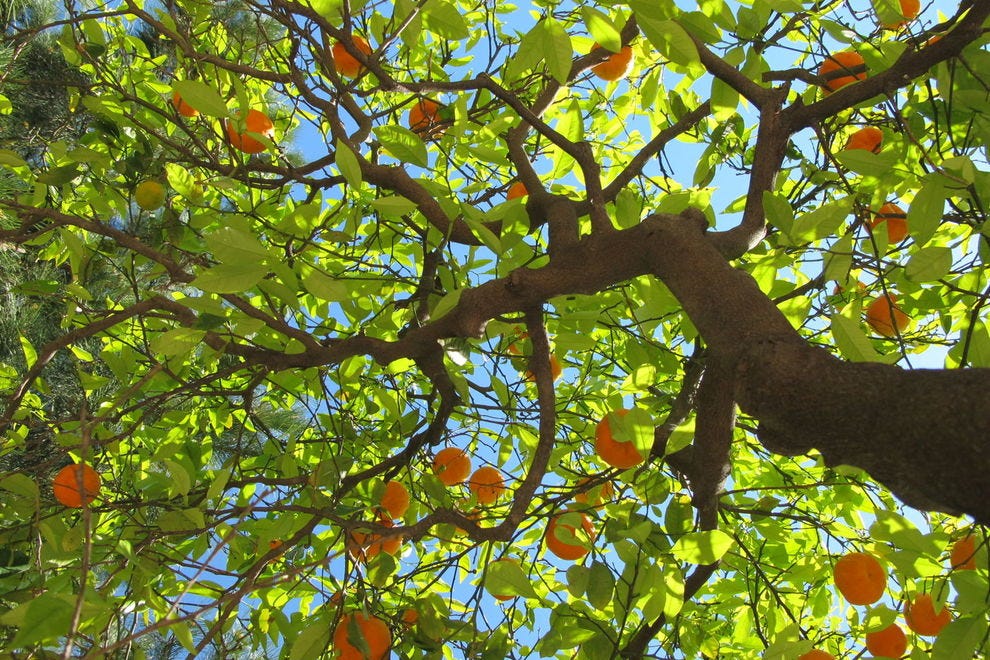 Oranger de Valence