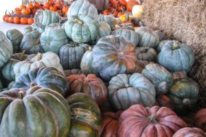 Jarrahdale pumpkins can be used for decoration or for eating