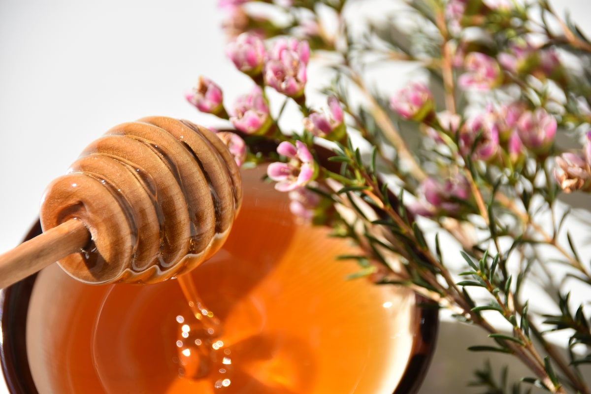 Lire la suite à propos de l’article Miel de manuka aux propriétés très particulières