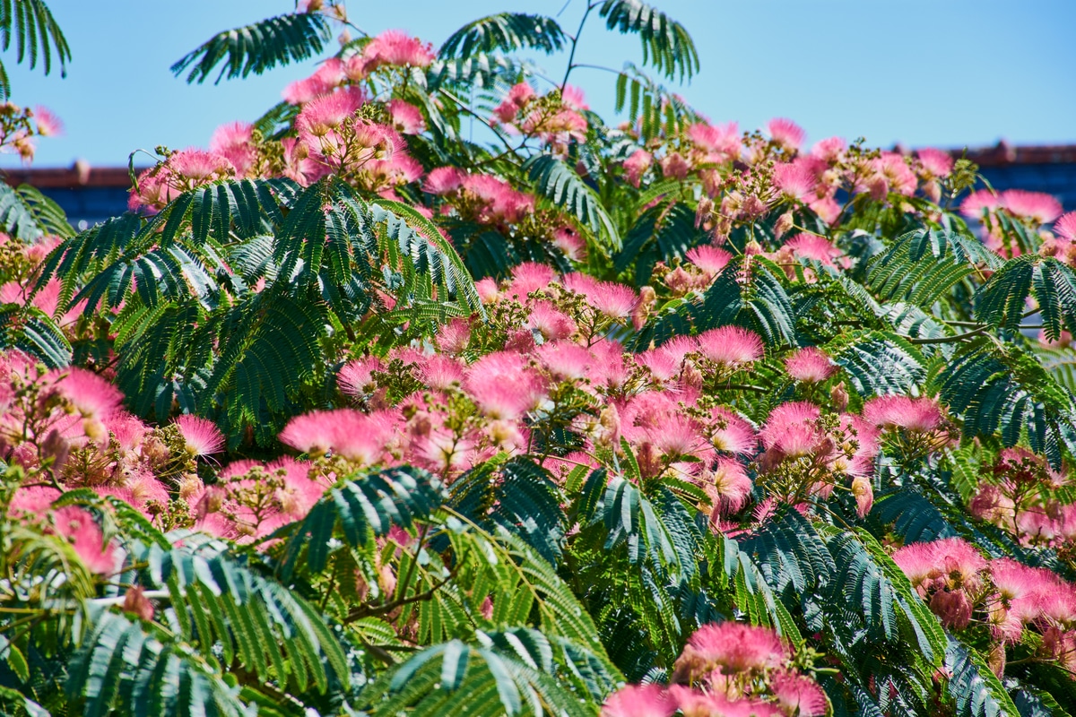 You are currently viewing conseils pour la culture et les usages phytothérapeutiques