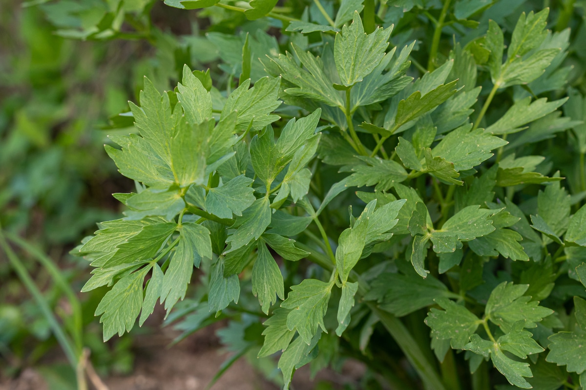 Propriétés de la livèche, utilisations en phytothérapie et cuisine