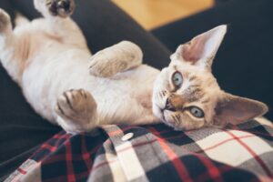 Chat Devon Rex : caractère, éducation, soins et apparence nécessaires