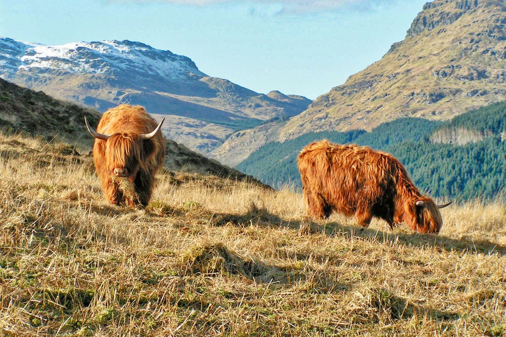 Bovins Highland dans les montagnes de l'Argyll