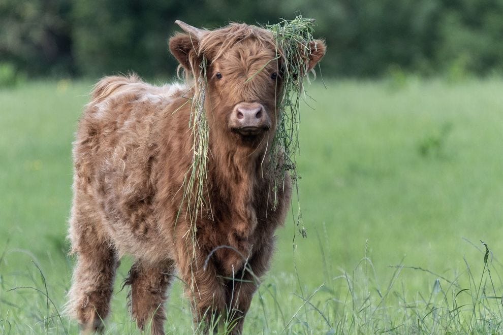 Vache Highland avec de l'herbe sur ses oreilles