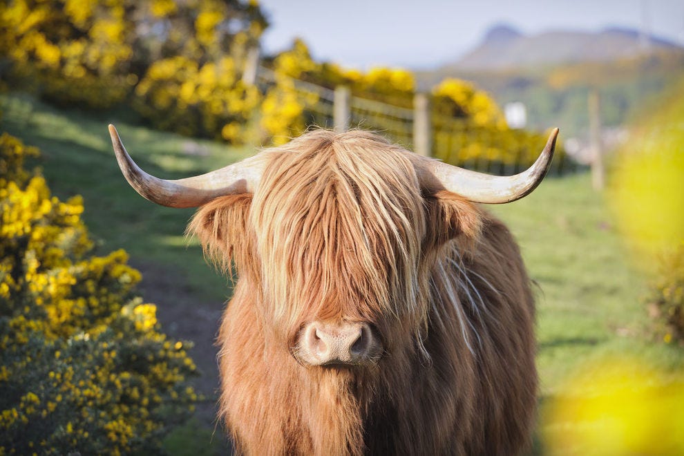 Vache Highland poilue en Ecosse
