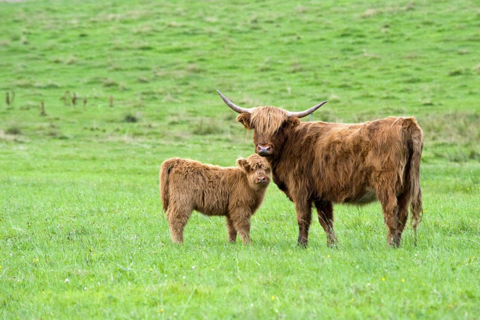 Mère et veau des Highlands
