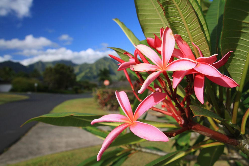 Fleurs de Plumeria sur Kauai