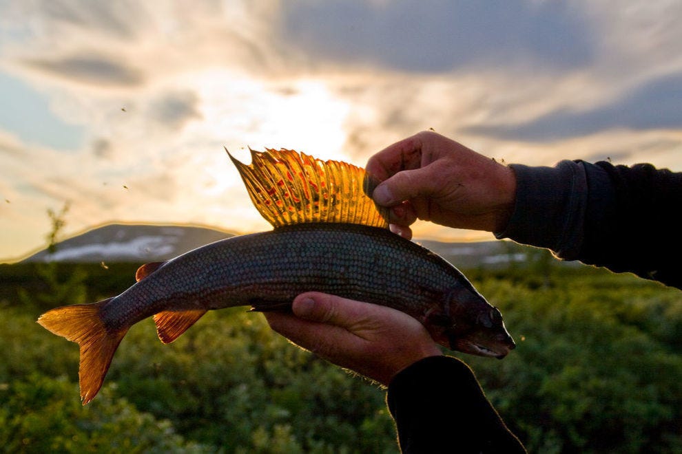 Plus de 50 espèces de poissons d'eau douce se trouvent en Suède