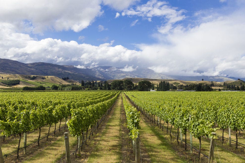 Vignoble en Nouvelle-Zélande