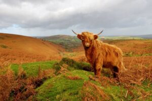 Highland cow in Dartmoor National Park