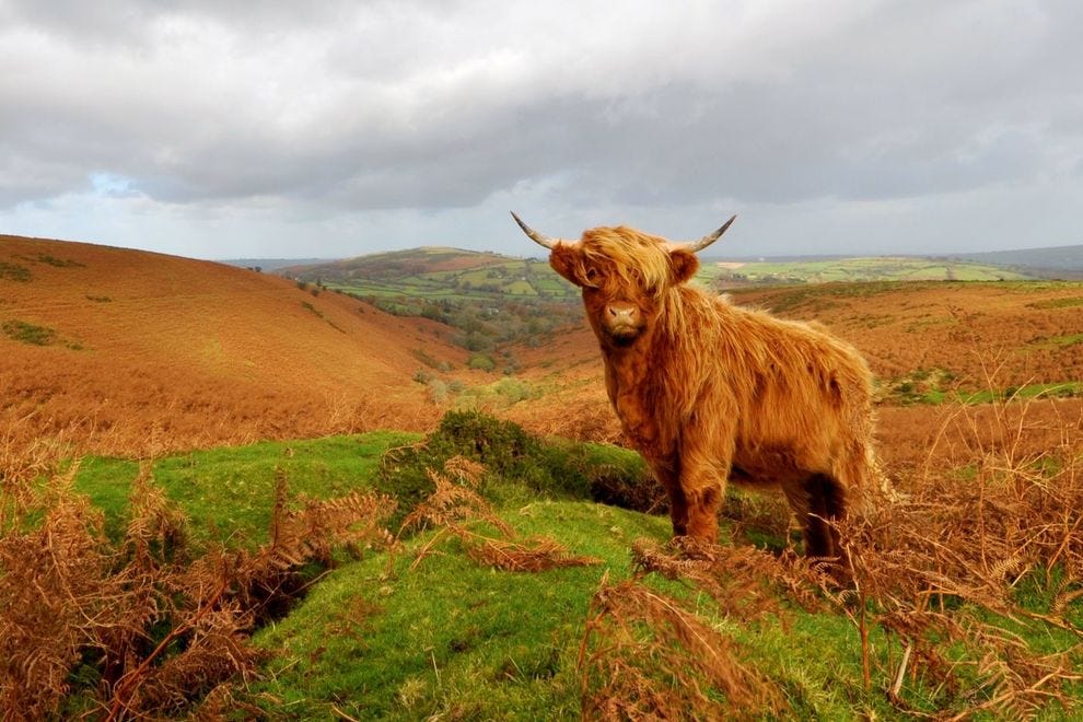 Vache Highland dans le parc national de Dartmoor