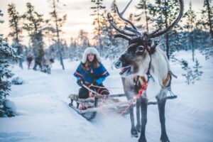 Sami reindeer