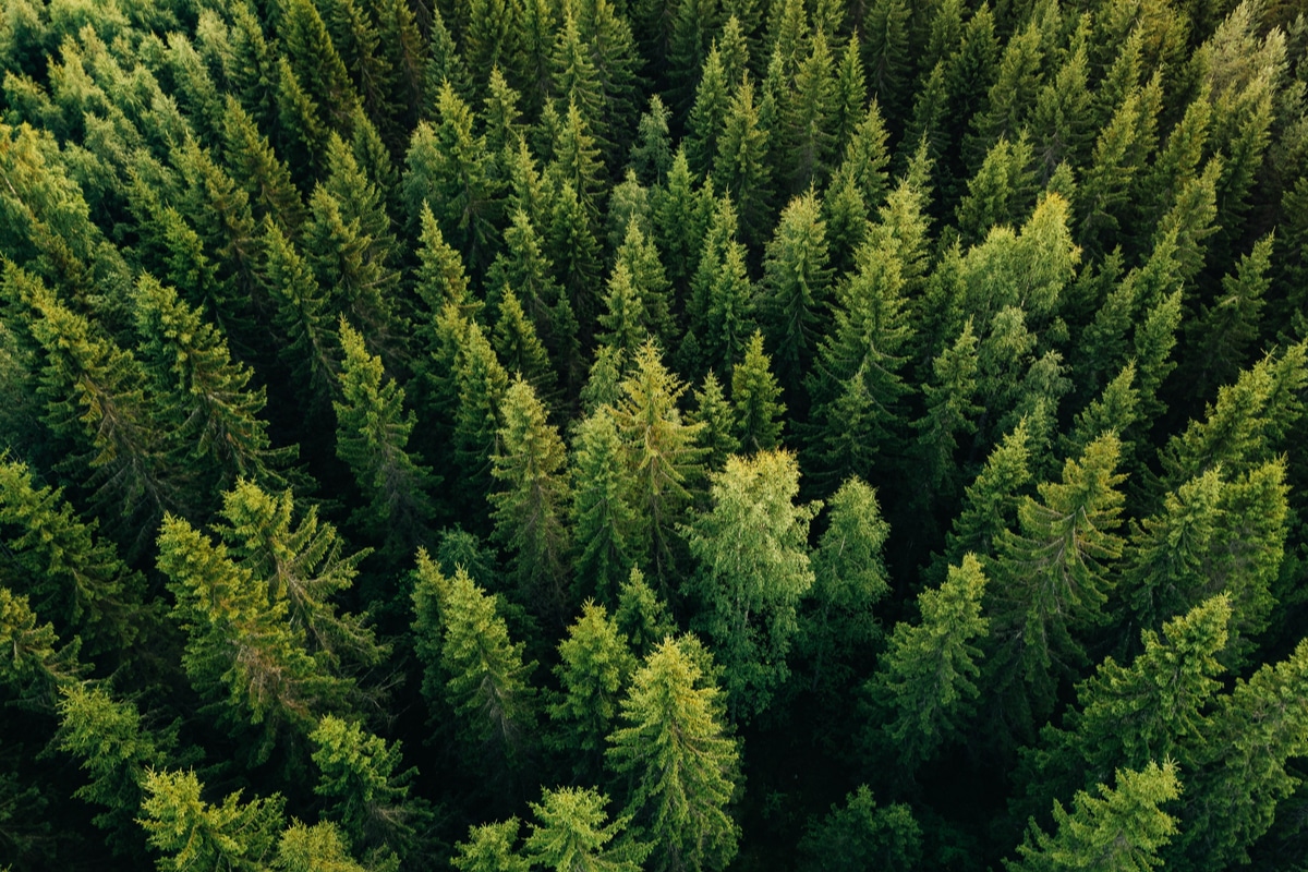 Lire la suite à propos de l’article comment prendre soin de l&rsquo;arbre de Noël
