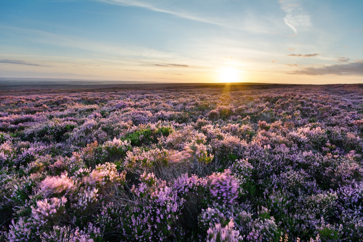 caractéristiques du paysage, du climat, de la flore et de la faune
