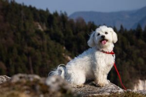 Bichon Maltais | caractère, élevage, éducation et prix