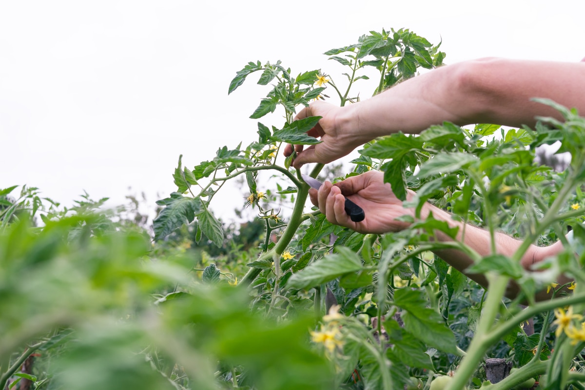 la technique qui rend les plantes plus fortes et plus vigoureuses