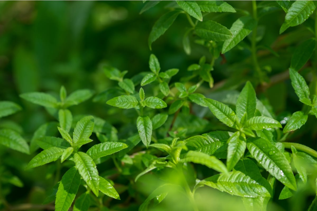 You are currently viewing Tout sur la verveine parfumée, une plante ornementale aux multiples qualités