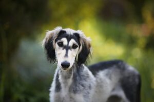 SALUKI (Slougui) caractère, soins, nutrition et entraînement