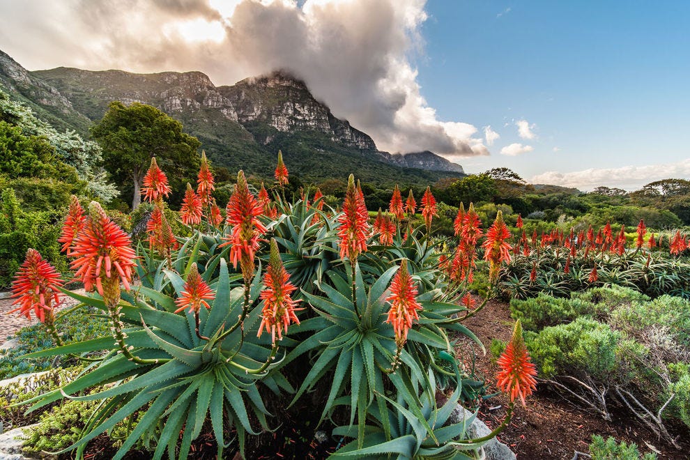 Fleurs d'aloès rouge