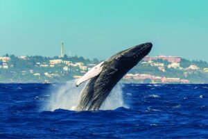 Whale breaching