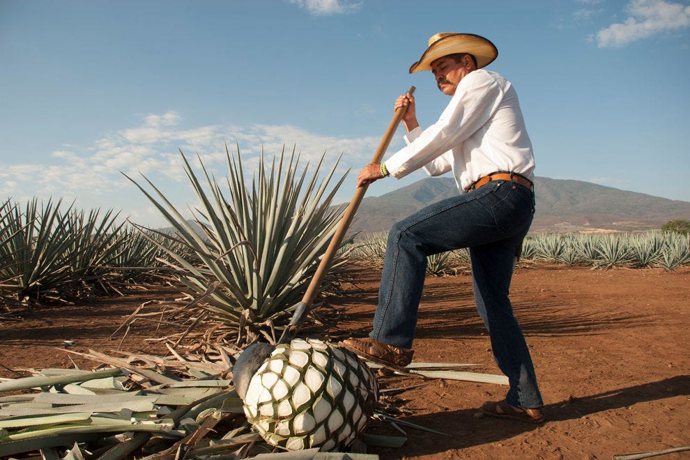 Récolte d'agave