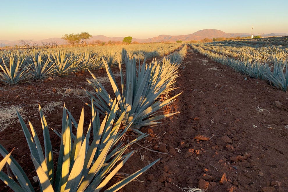 Agave