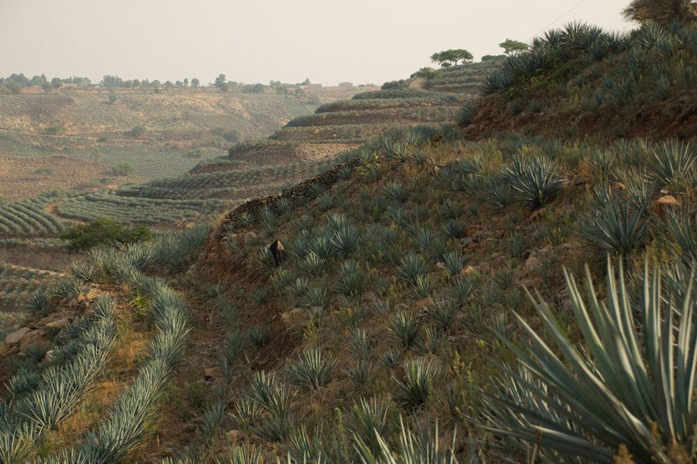 Agave à Jalisco