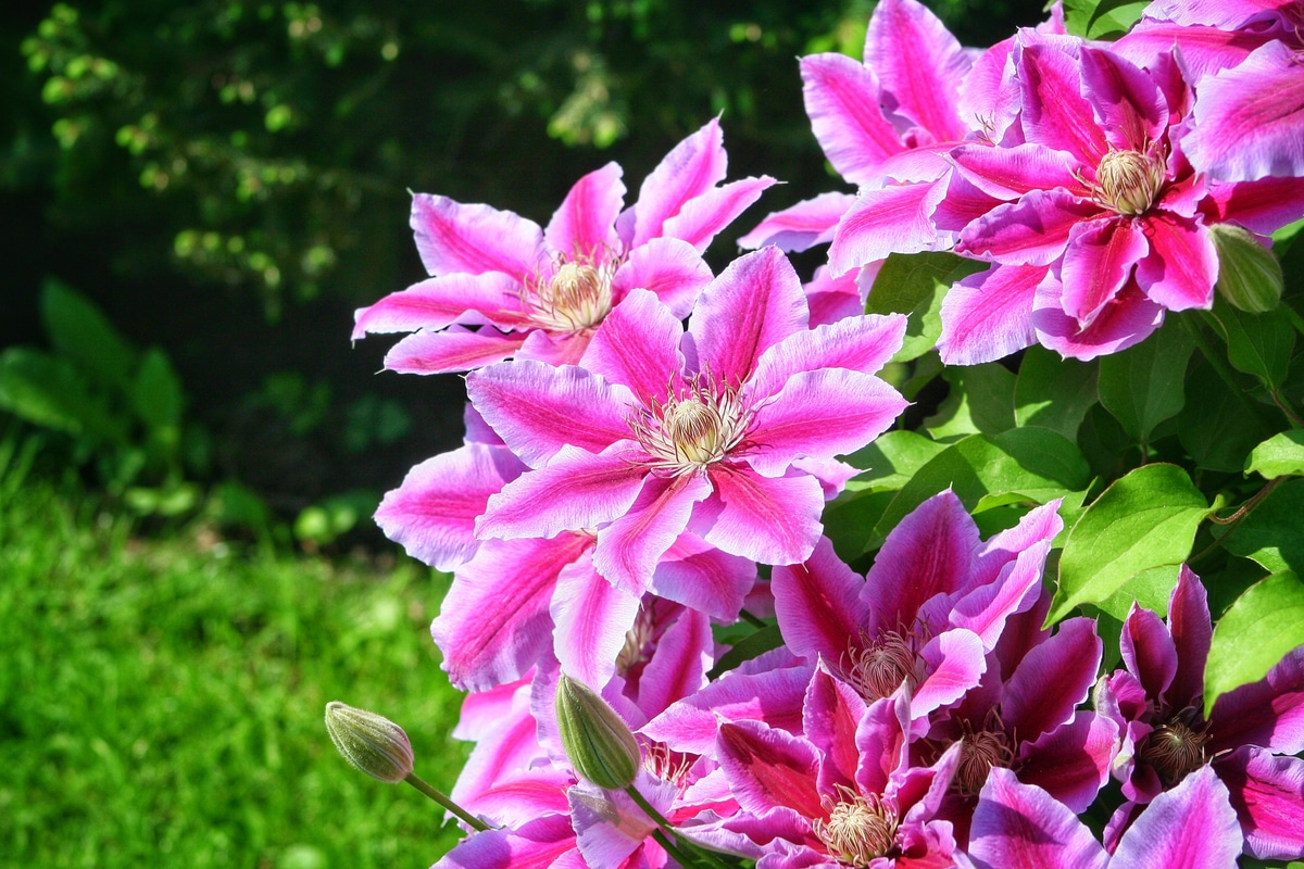 You are currently viewing espèce, culture et entretien d&rsquo;une plante arbustive et spontanée