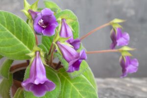 Gloxinia culture, soins, variétés et principaux problèmes