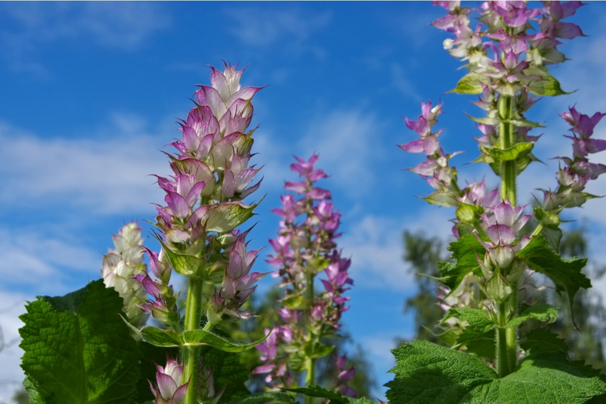 Lire la suite à propos de l’article une plante aromatique à effet relaxant