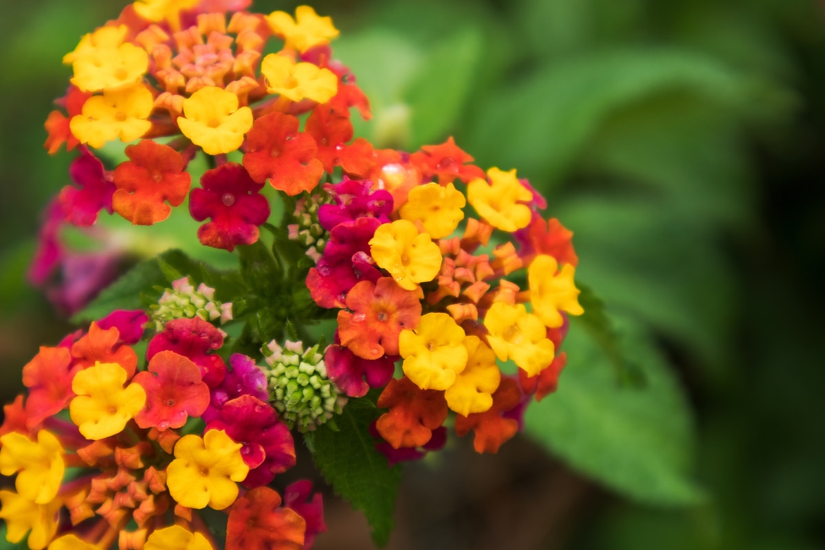 You are currently viewing variété de la plante, propriétés, bienfaits et utilisations thérapeutiques