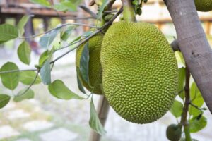 Jackfruit on a tree