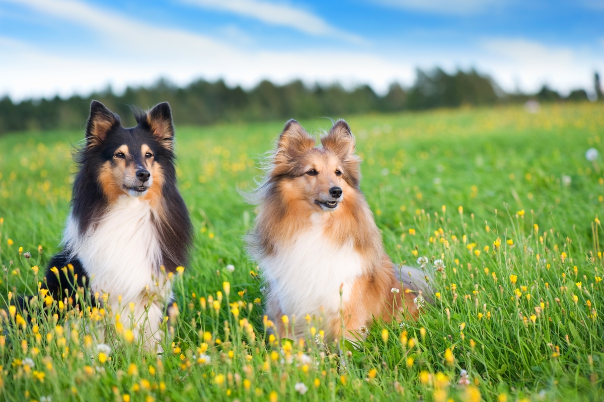 You are currently viewing Berger des Shetland tout savoir sur ce chien