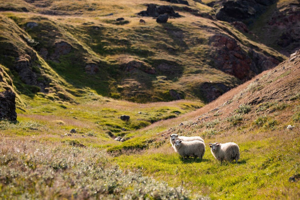 Trois moutons regardant le photographe sur la ferme Inneruulalik