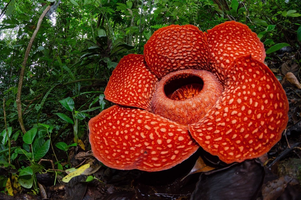Lire la suite à propos de l’article la liste des fleurs rares dans le monde
